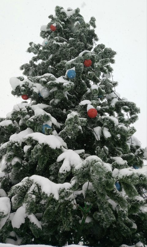 Новогодняя елка - Дмитрий 