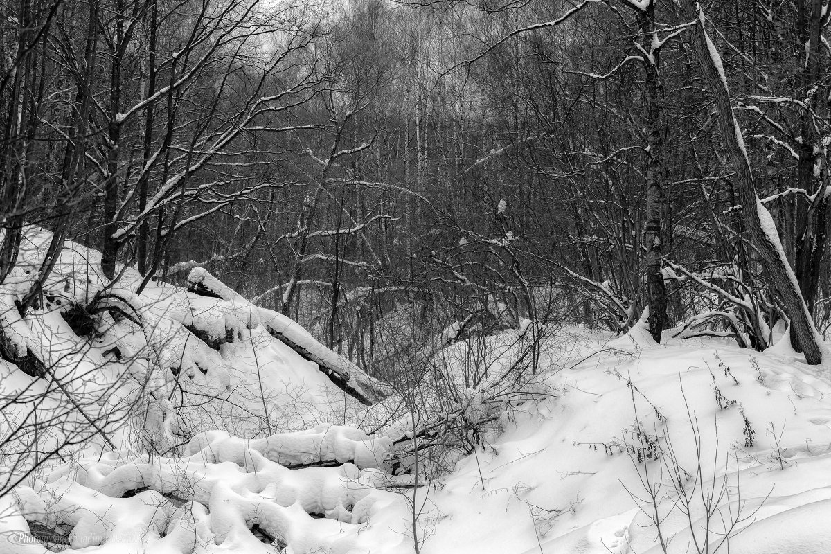 Снег второй половины зимы - Владимир Дземитко