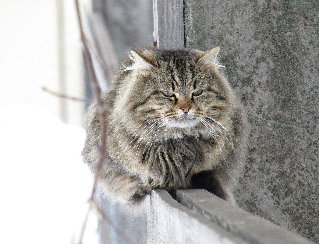 Angry cat - Vladimir Perminoff