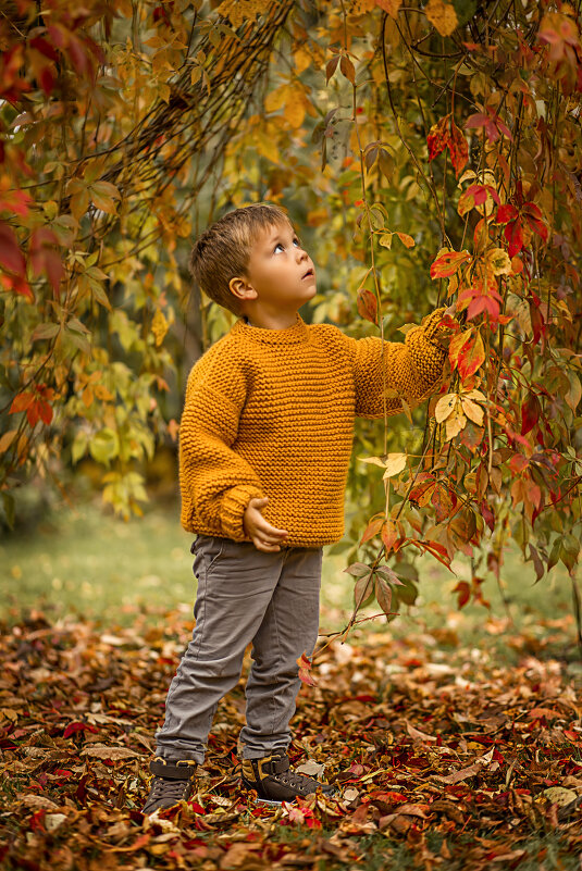 мальчик с осенними листьями - Елена Корж