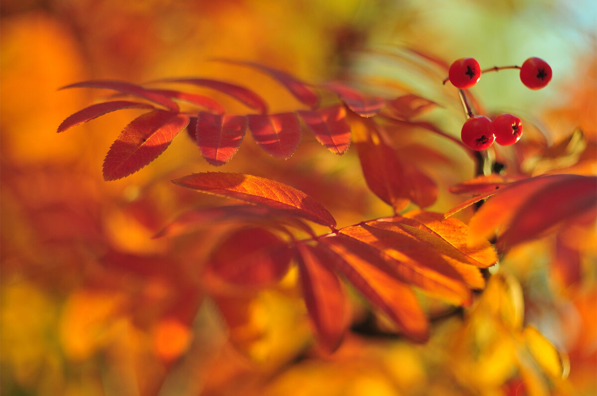 Золотая осень - природный фотошоп - Alexander Nik_on_off