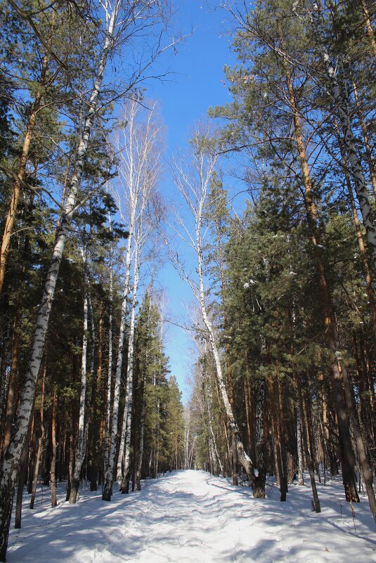 зимний лес - ольга хакимова