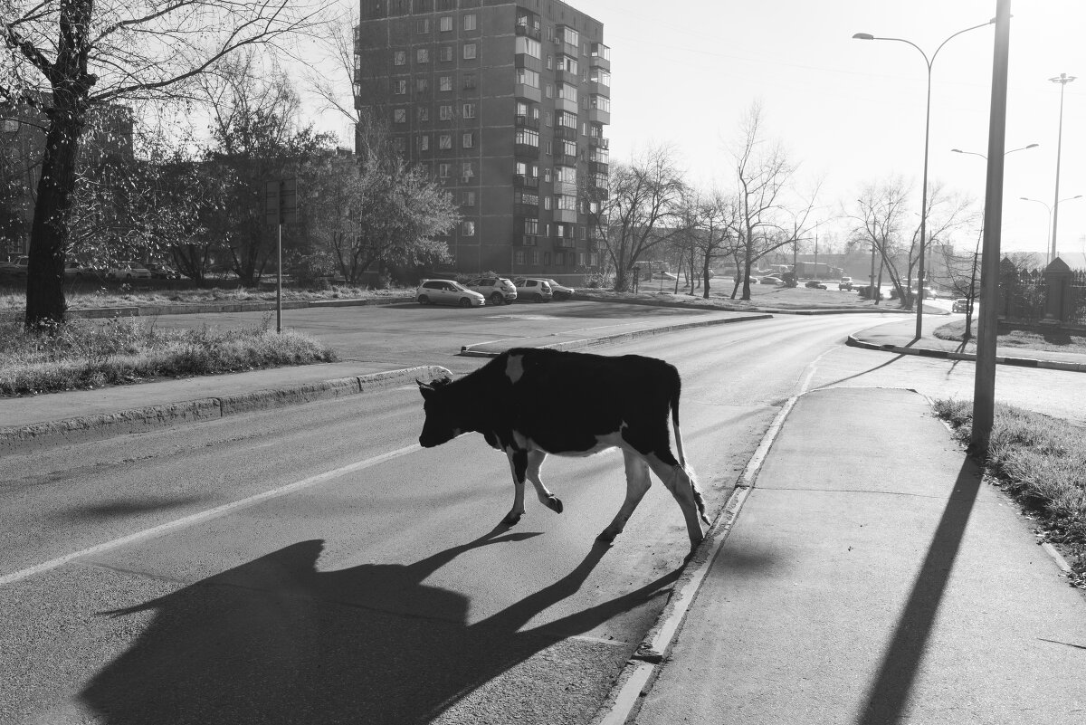 Утренний пешеход - Валерий Михмель 