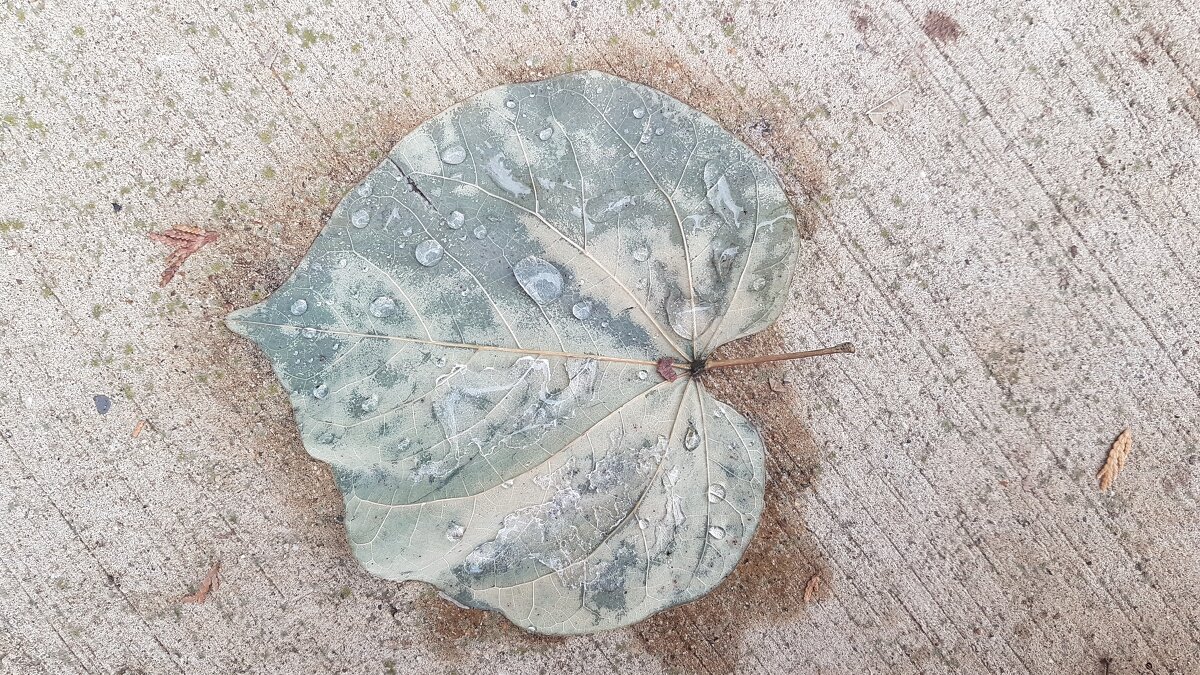 Осенний лист после дождя - Ольга Долбилина