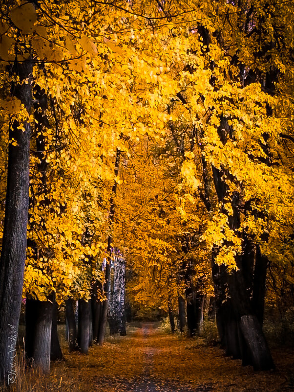 Дорога в осень - Дарья 