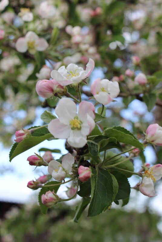 Яблоня в цвету - Алёна Писарева