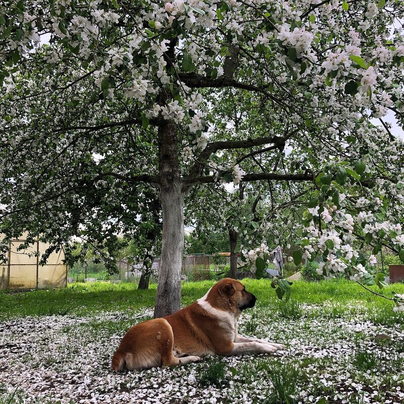 Собака под деревом - Ульяна Гончарова
