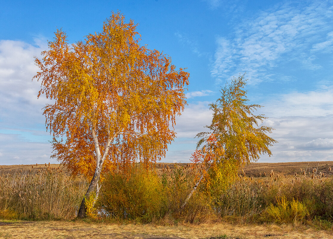 золотые деревья - Олег Белан