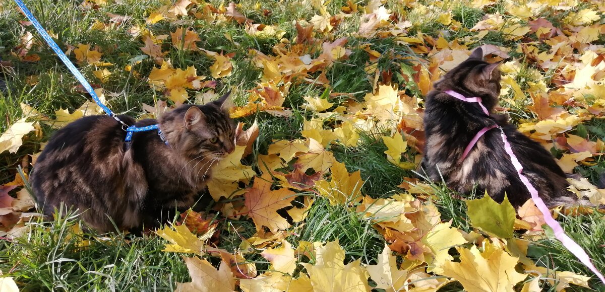 Прогулка с кошками осенью - Вероника 