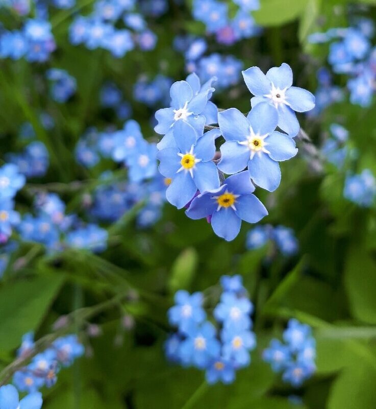 Голубой и нежный солнечный цветок - Ирина 