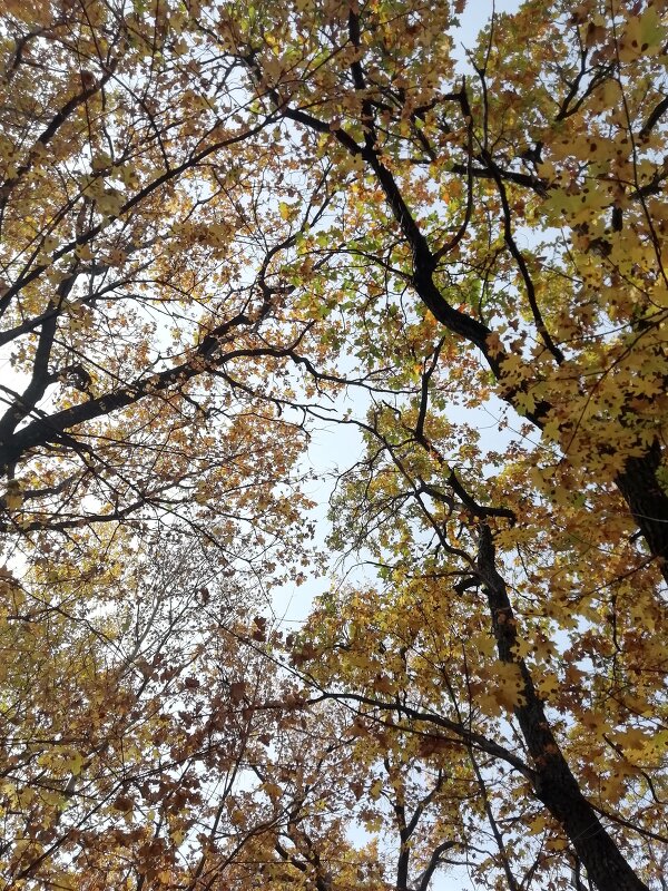 Осенний лес - Маринка 