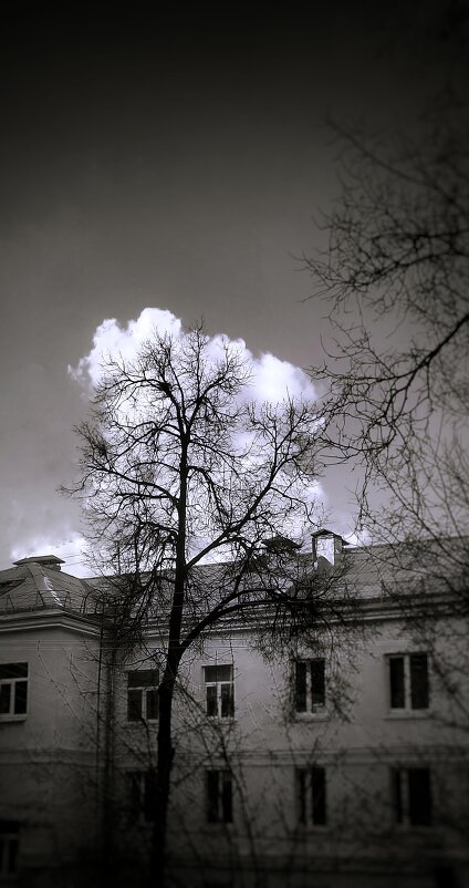 Облачное дерево - Дарья Трифанова