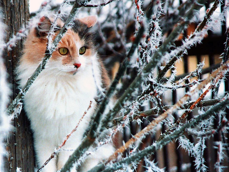 Cat - Стас Григорьев