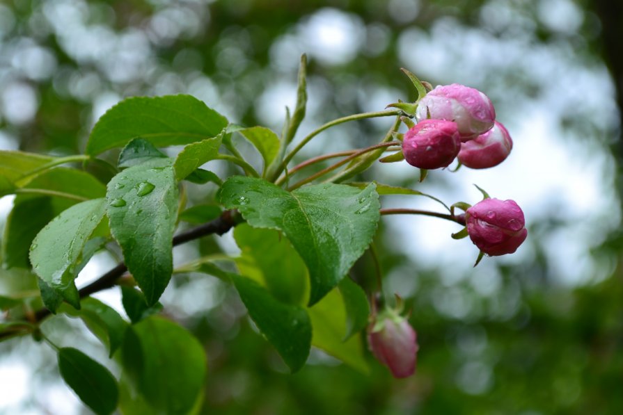 Яблоневый цвет после дождя - Елена Шевелева 
