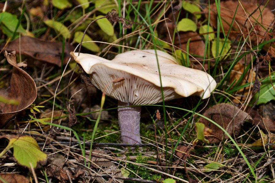 лесной гриб - Анастасия Petrakova
