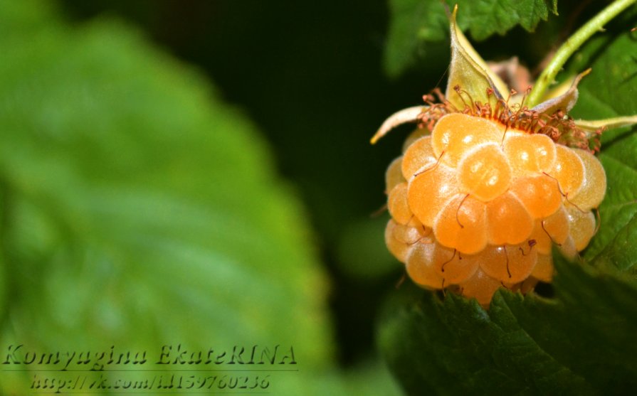 ягода малина - екатерина 