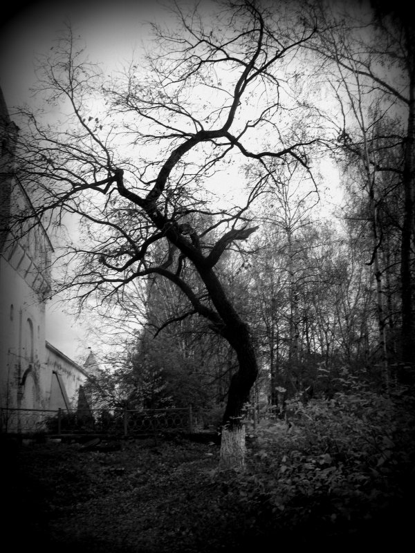 Одинокое старое дерево в парке.... - Алена Петрова