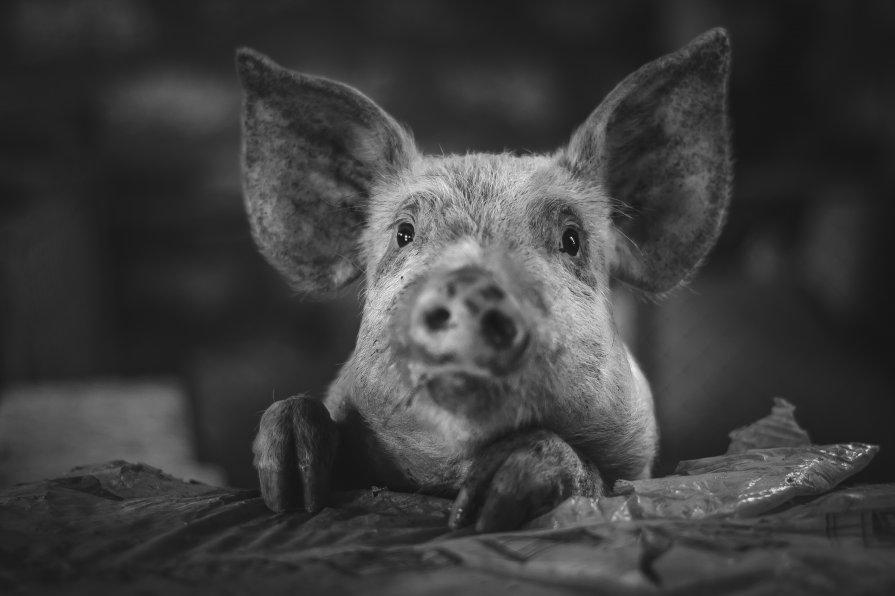 Piggy - Maxim Puda