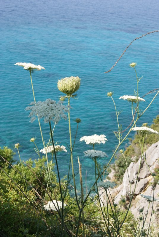 Цветок в Греции - julia2576 