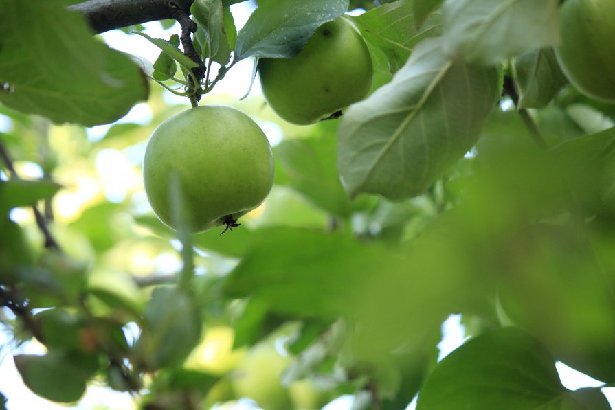 .. яблоки - Vitalii 