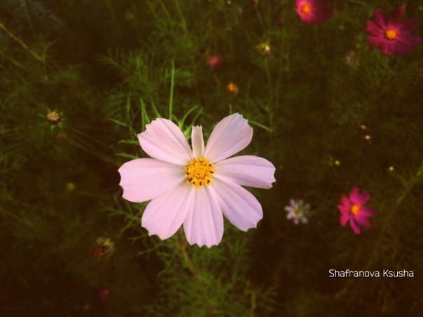 Flower - Ksenia Shafranova