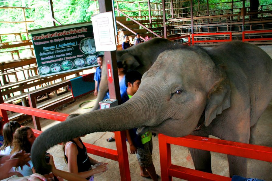 Шоу слонов в Тайланде - Вира Вира