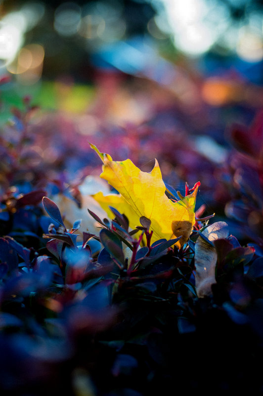 Осенние краски - Ivan teamen