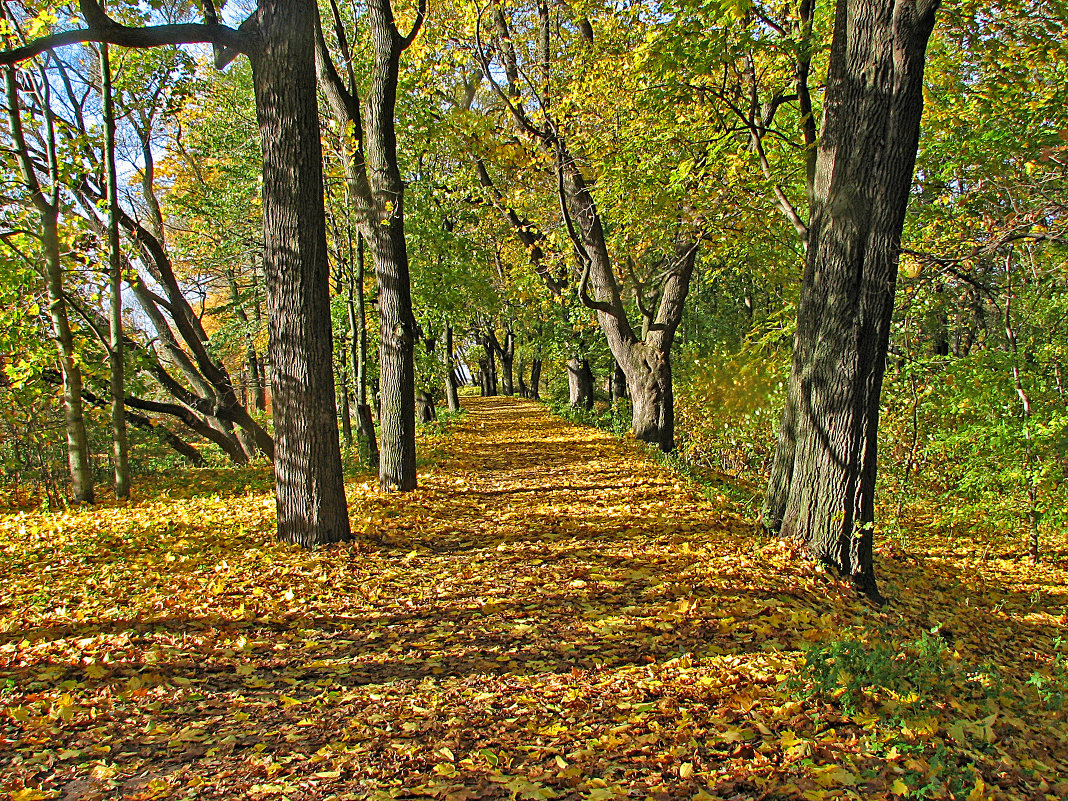 Осенняя дорожка - максим лыков