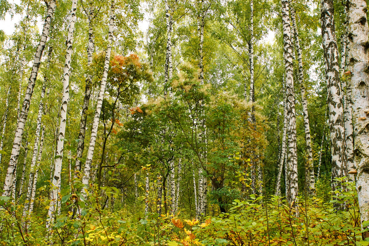 краски осени - IBRAGIMOV _