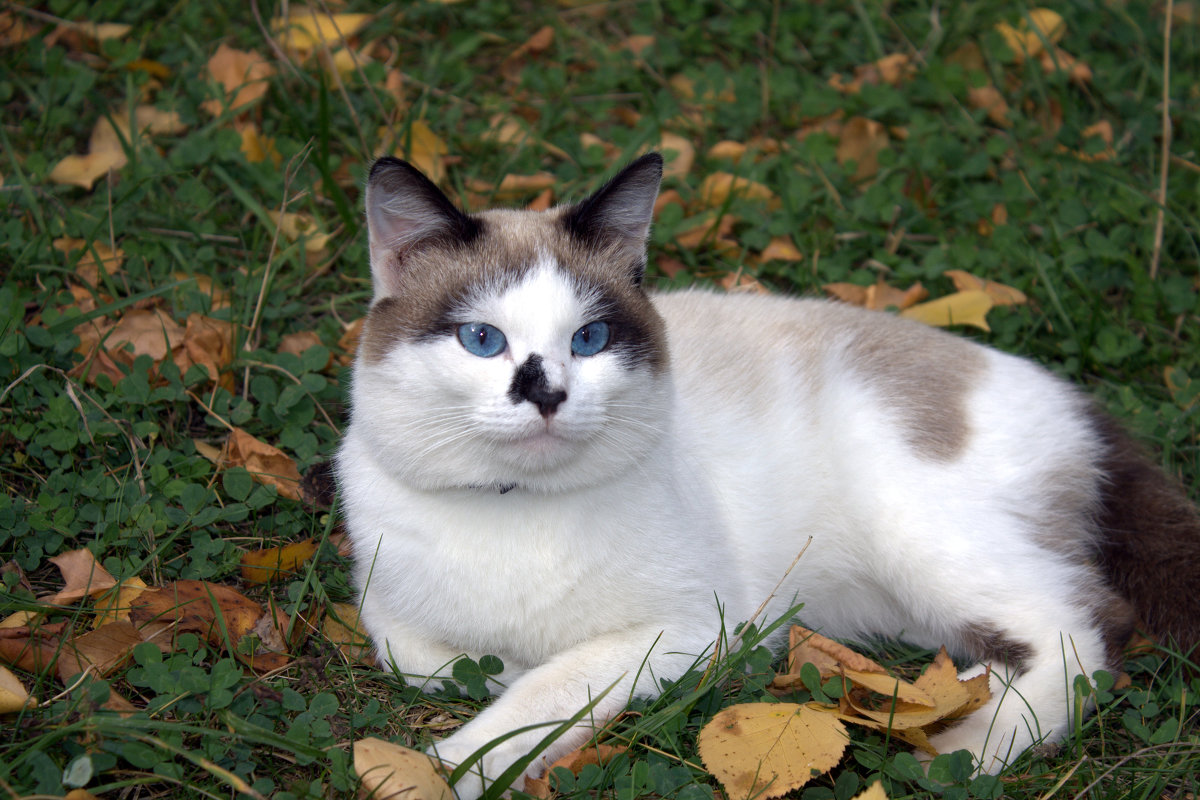 Кошка на осенней траве - Виктор Сухарев