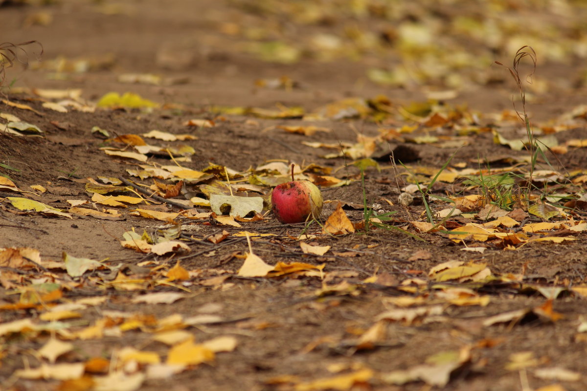 Яблони нет, а яблоко лежит на земле... - Любовь Коробкина