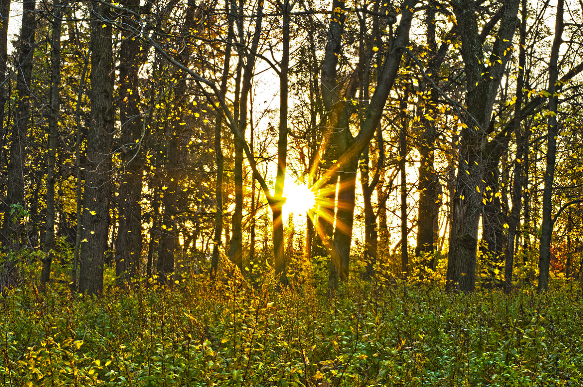 Autumnal Sunshine - Roman Ilnytskyi