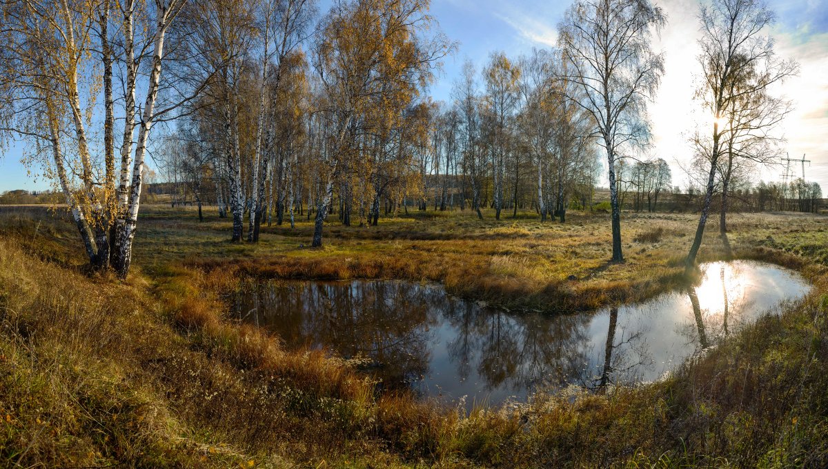 Эх...Берёзки,обожаю их!!!("Утро в Подмосковье" 14.10.13) - Юрий Морозов