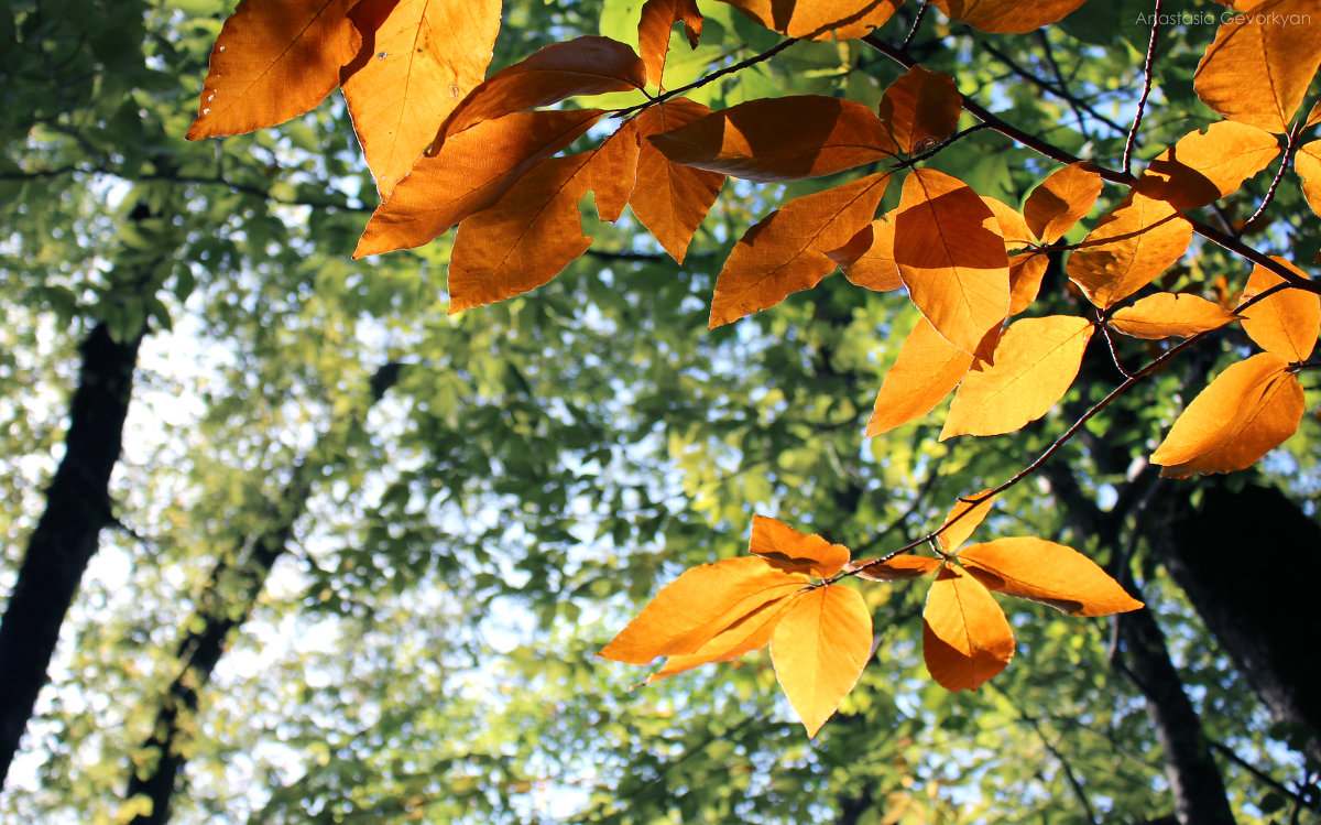Осенняя листва в Сочи - Anastasia Gevorkyan