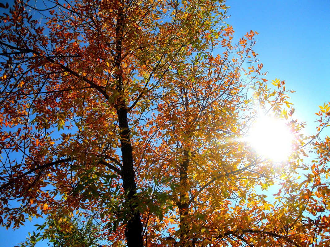 Осенняя краса - Любовь 
