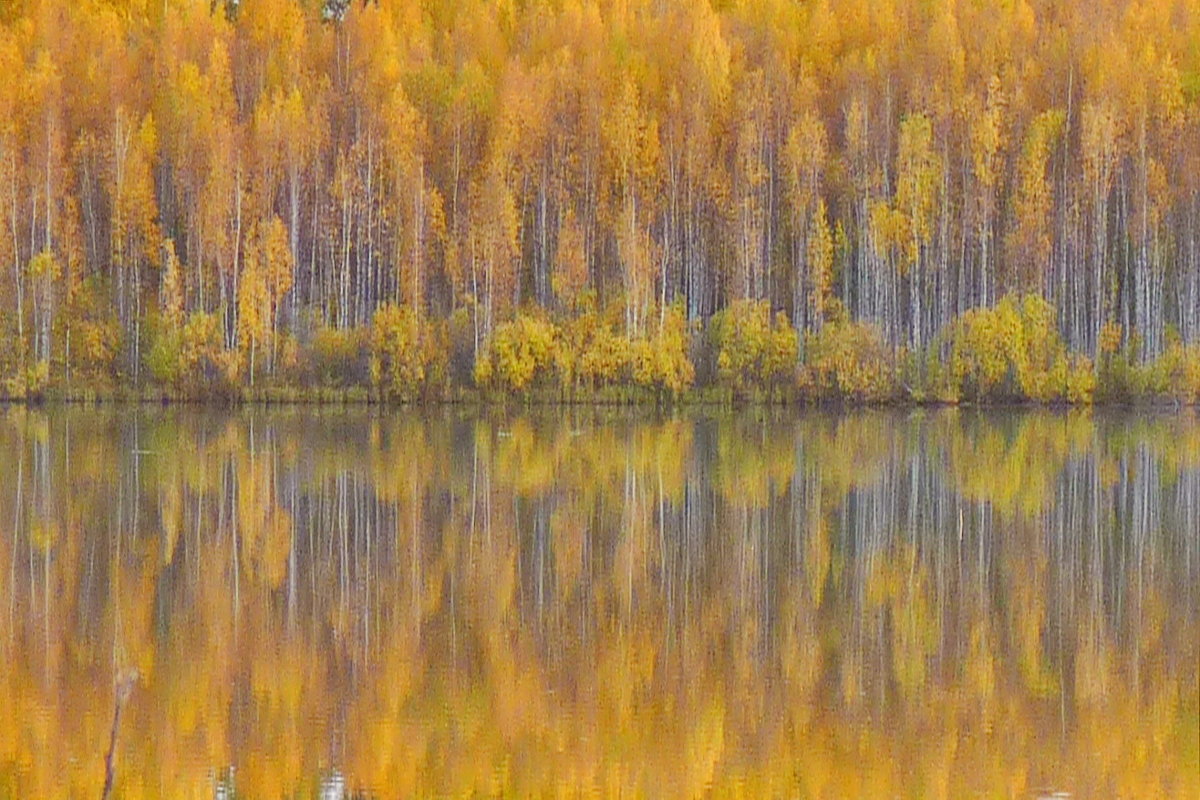 Кардиограмма осени - Нина Штейнбреннер