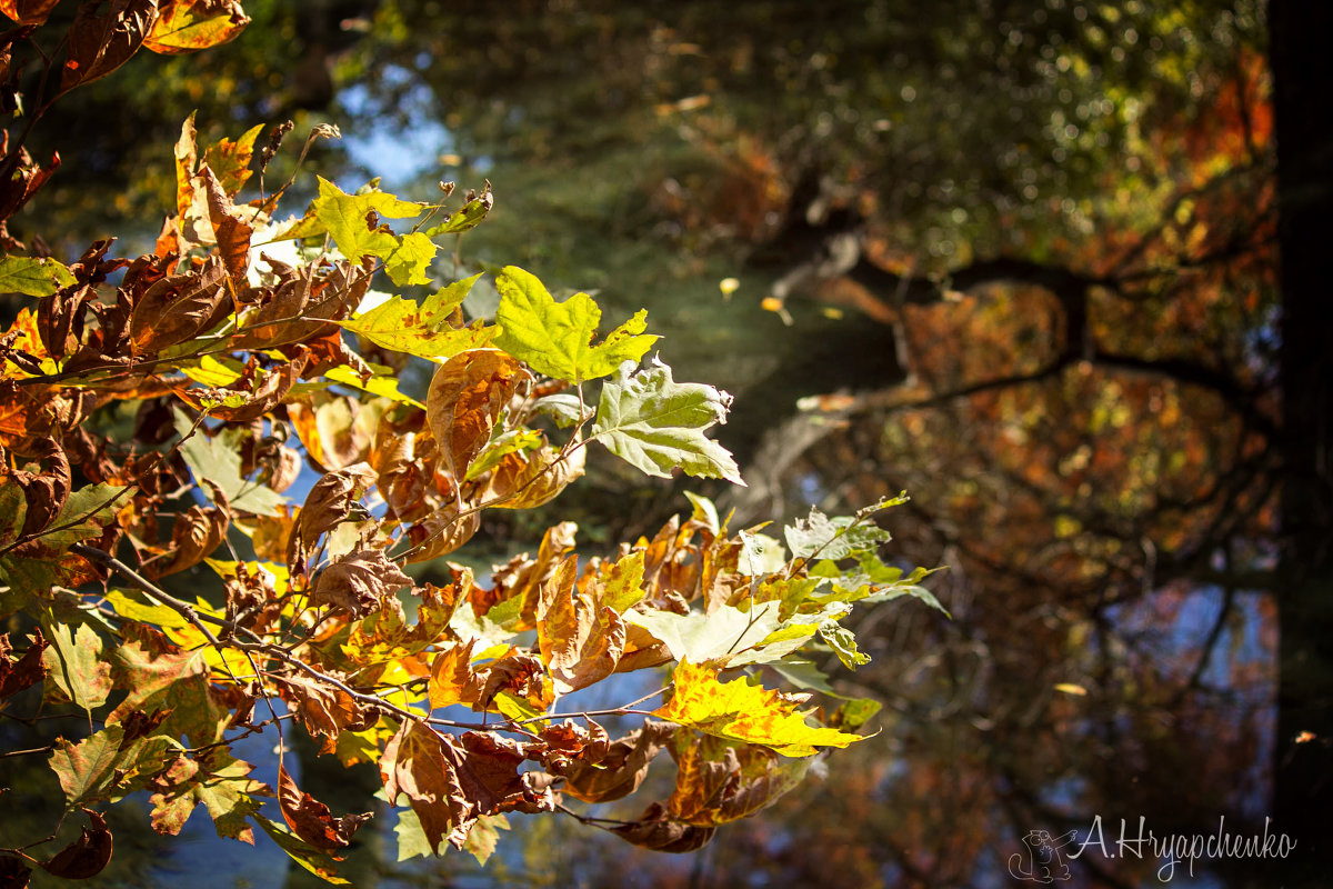 Осень, осень, лес остыл и листья сбpосил.... - Анастасия Хряпченко