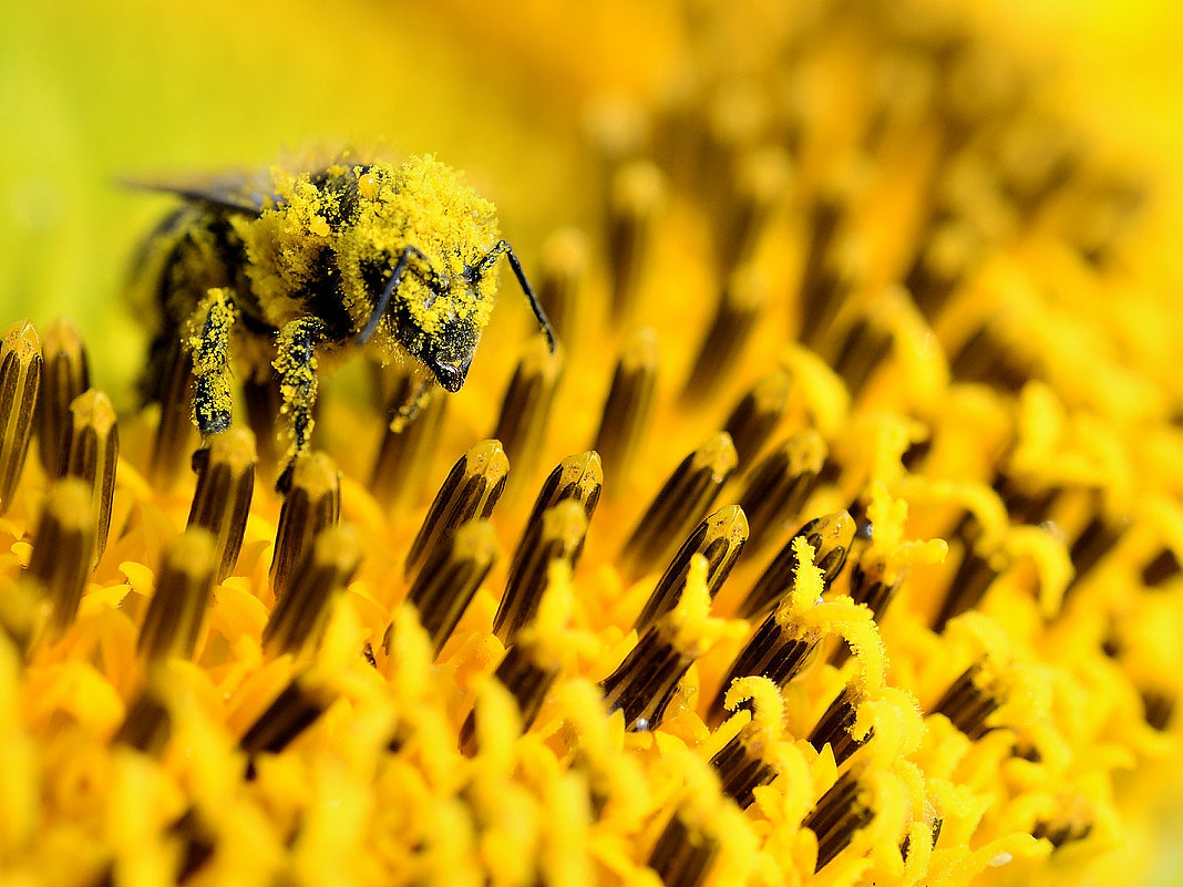 Пчела в пыльце - Иван Сагиров