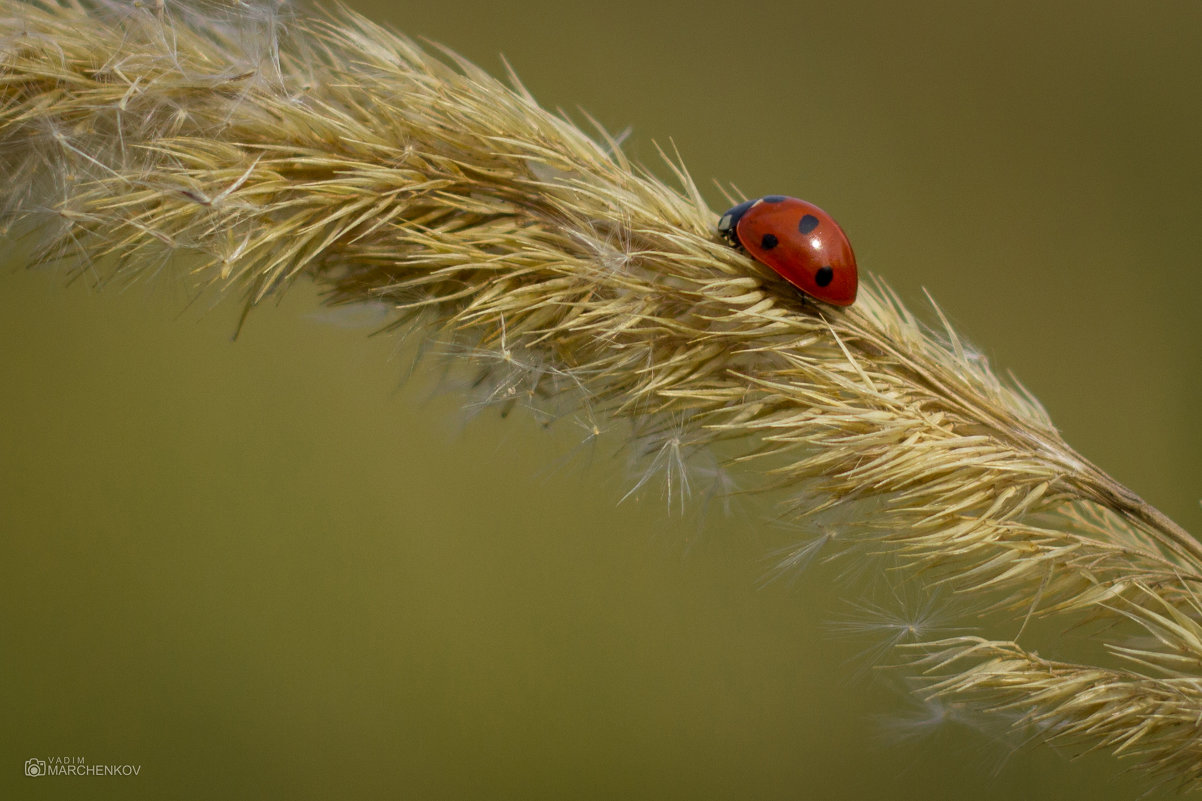 *** - Vadim Marchencov