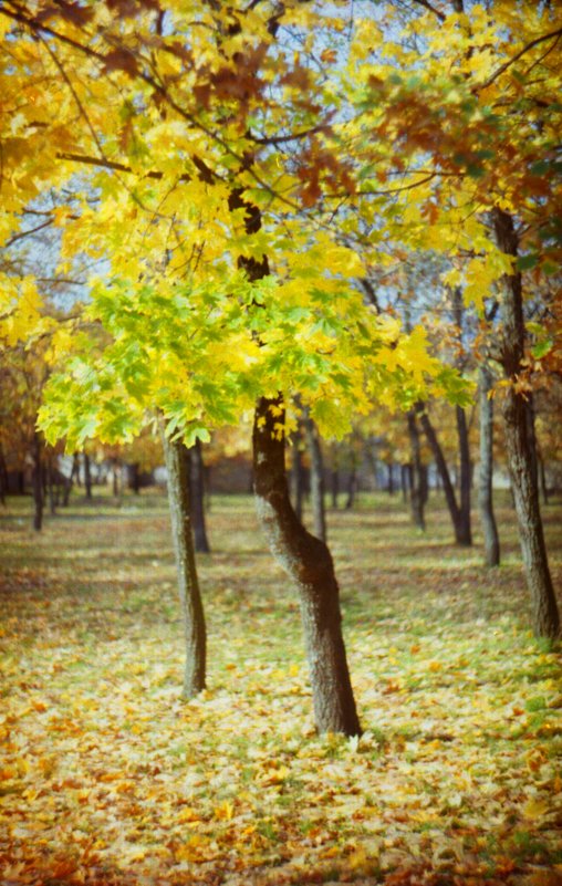 Осень - Сурикат Сусликов