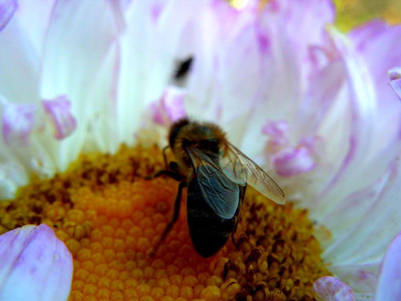пчелка на цветке - Александр 