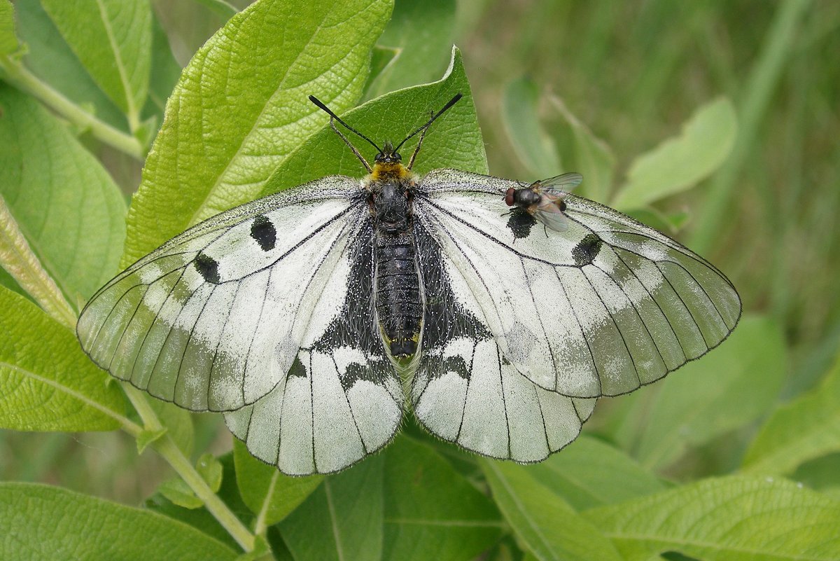 Муха на крыле бабочки - Сергей Михальченко