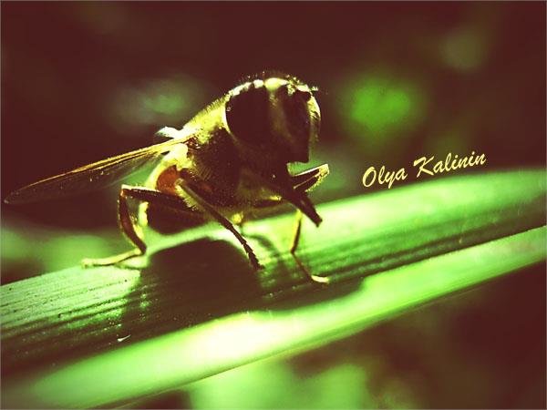 ...Bee... - Olya Kalinin*