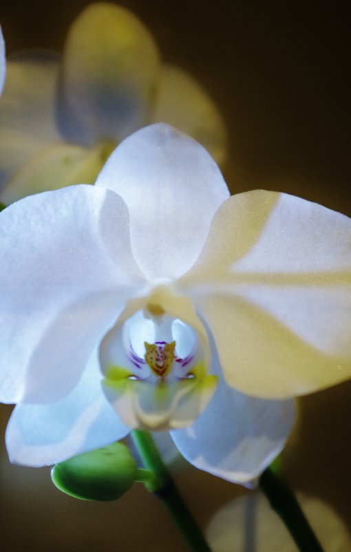 орхидея - Анна Веро