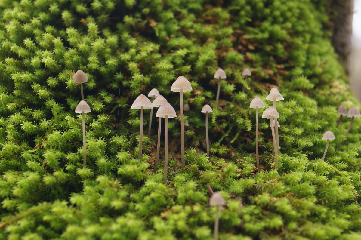 грибы и мох - Денис Сидельников
