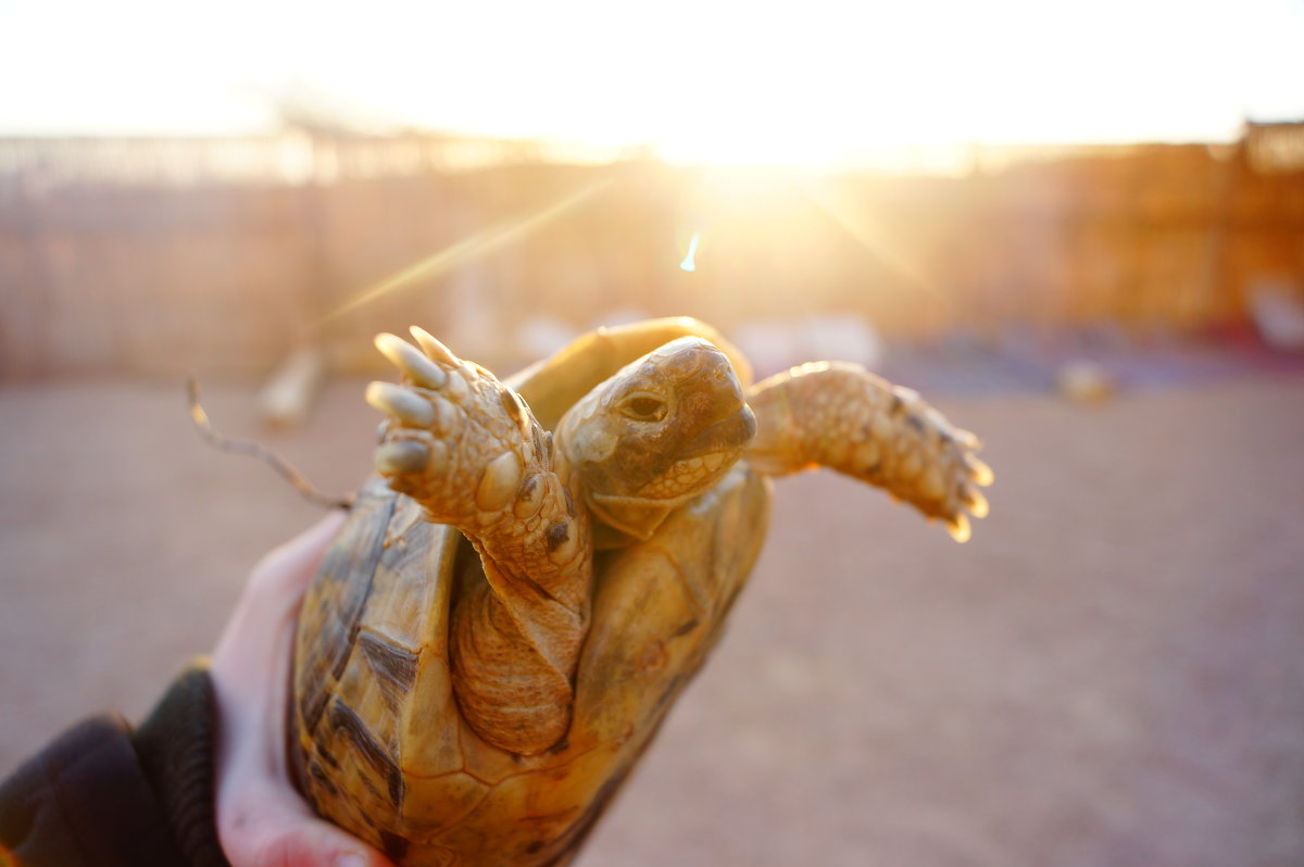 Turtles - Urban Photograph