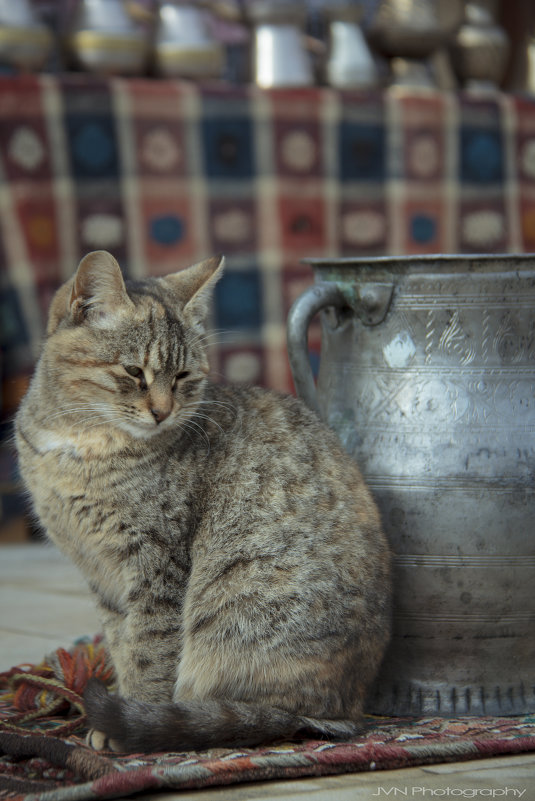 Cat in Old Baku - Zeyn JVN 