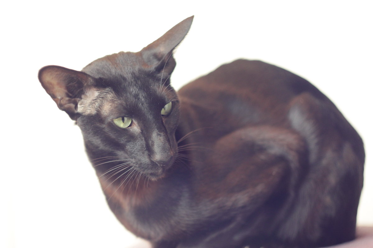 Черный кот на белом фоне - OMELCHAK DMITRY 