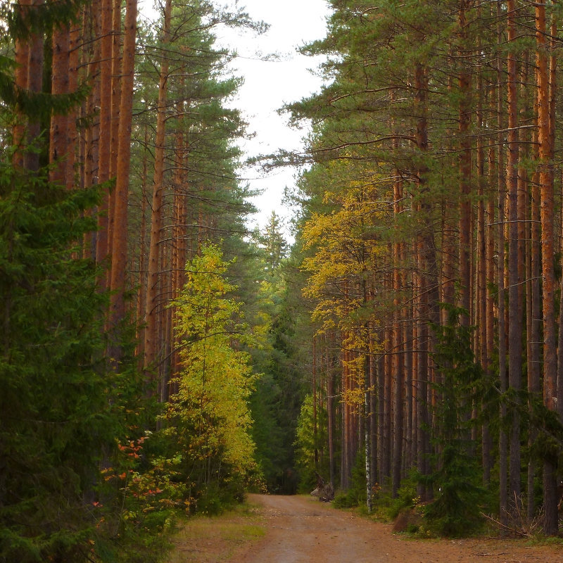 Лес в октябре - Aнна Зарубина