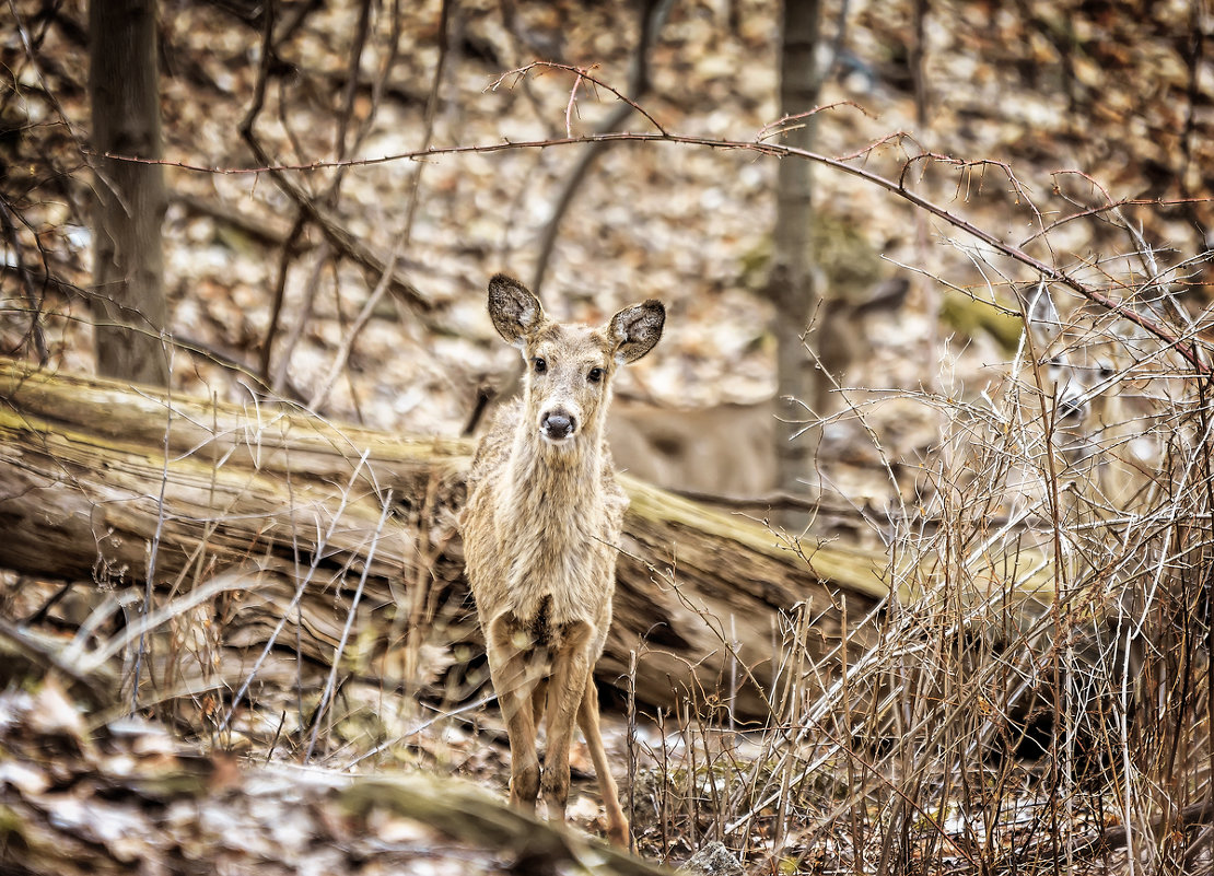 young deer - Alexandr Ghereg